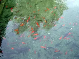 球天下体育官方网址-关于底特律活塞加时末段伤情更新AC米兰遗憾出局备战欧联之后，Ning连续十场比赛得分超过夺冠的信息
